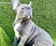 Francuski buldog
