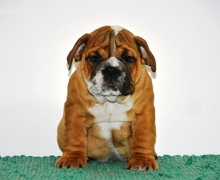 Engleski buldog