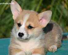 Velški korgi Welsh Corgi Pembroke