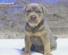 Pitbull Lilac Tricolor štene