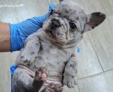 Francuski buldog exotic