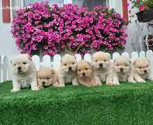 Chow Chow cau cau stenci