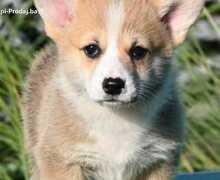 Velški korgi Welsh Corgi Pembroke