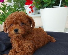 Toy teacup crvena pudla