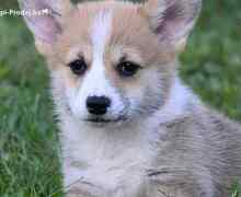 Velški korgi Welsh Corgi Pembroke