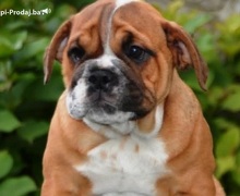 Engleski buldog