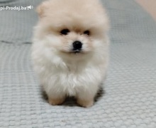 Prelepi Bo medvedici