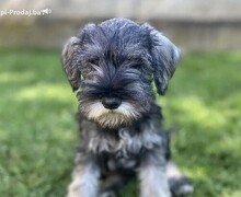 Patuljasti snauceri u ponudi