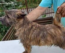 Kern terijer štenci