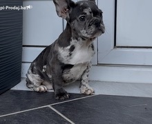 Zenka francuskog buldoga