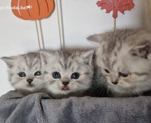 Britanske kratkodlake