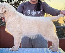 Zlatni retriver PRELEPI štenci