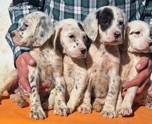 Engleski Seter štenci