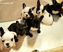 Francuski Buldog prelepi štenci