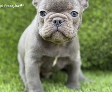 Prelepi štenci FRANCUSKOG Buldoga