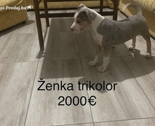 Pit bull terijer