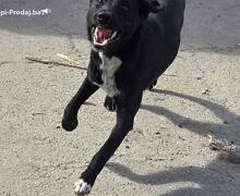 Mlado štene crne mešanke, udomljavanje!