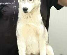 Sibirski Haski žensko štene