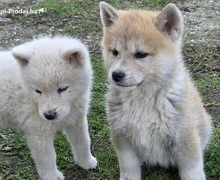 Japanska Akita, štenci