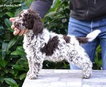 Lagotto Romagnolo štenci
