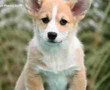 Welsh Corgi Pembroke Velški Korgi