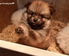 Štenci pomeranskog špica