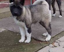 Američka Akita žensko štene