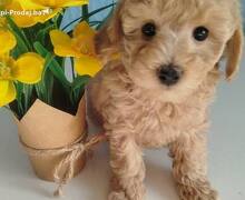 Aprikot Toy pudle štenci