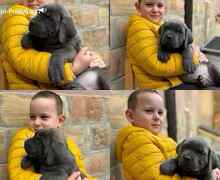 Štenci Cane Corso