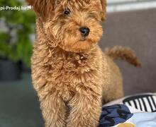 Toy Pudle na prodaju