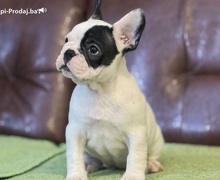 Francuski Buldog prelepi štenci