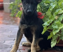 Radni nemački ovčari