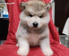 Aljaski malamut štenci