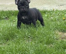 Dve ženke francuskog buldoga