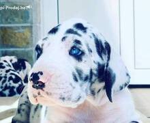 Nemačka doga štenci