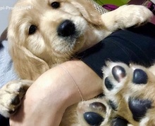 Zlatni retriver 3nnn