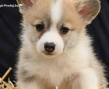 Velški korgi Welsh Corgi Pembroke