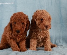 Crvena Toy / Patuljasta Pudla