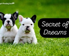 Francuski buldog, štenci vrhunskog porekla