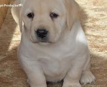 LABRADOR retriver, štenci šampionskog porekla