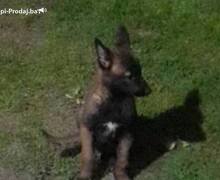 Belgijski ovčar MALINOA štenci