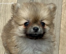 Pomeranac, prelepi štenci