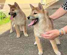 Shiba inu štenci od vrhunskih roditelja