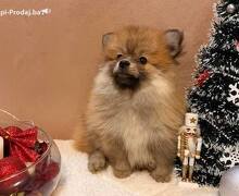 Pomeranski špic štenci oranž i beli