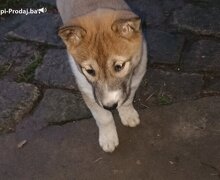 Štenci Zapadno Sibirske Lajke