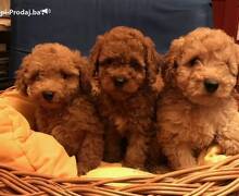 Prelepe patuljaste i toy pudle