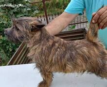 Kern terijer štenci