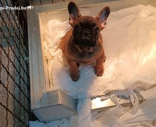 Francuski buldog, štenci