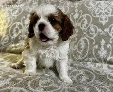 Kavalijer španijel kralja Čarlsa