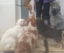 Potreban radnik u prihvatilištu za životinje